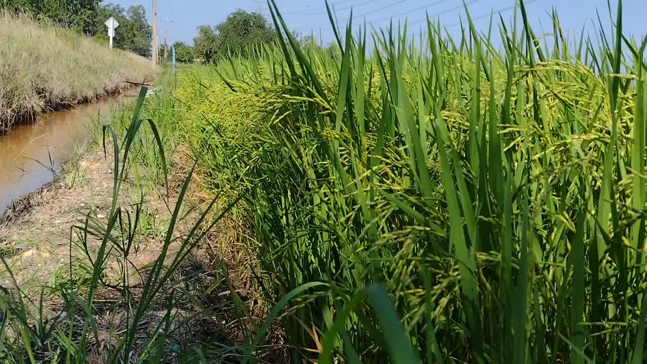 成熟的稻田和天空的风景。视频素材