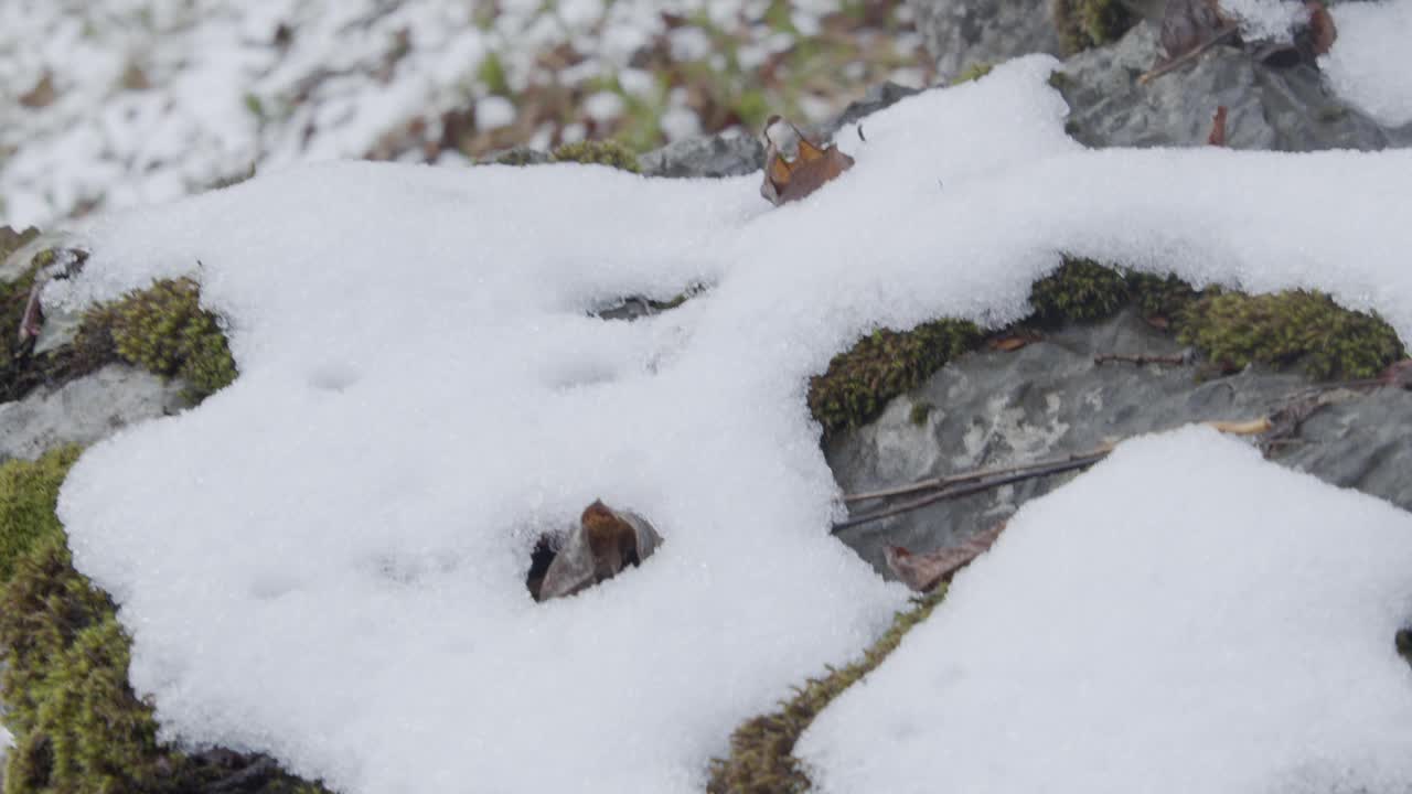 石头上的雪和草视频素材