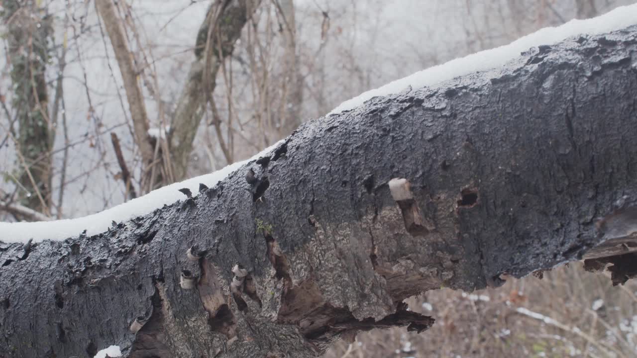 近距离拍摄了一棵被雪覆盖的树干视频素材