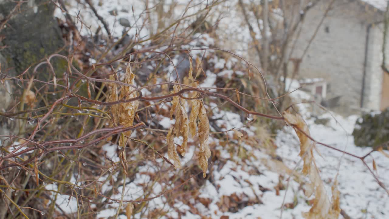 在下雪的地方，树上悬着的一片叶子视频素材