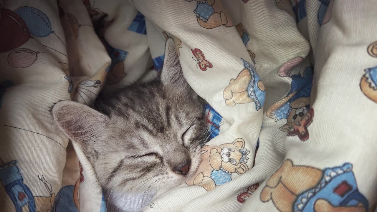 可爱的小虎斑猫安静地睡在家里柔软的毯子里，感觉安全和被爱视频素材