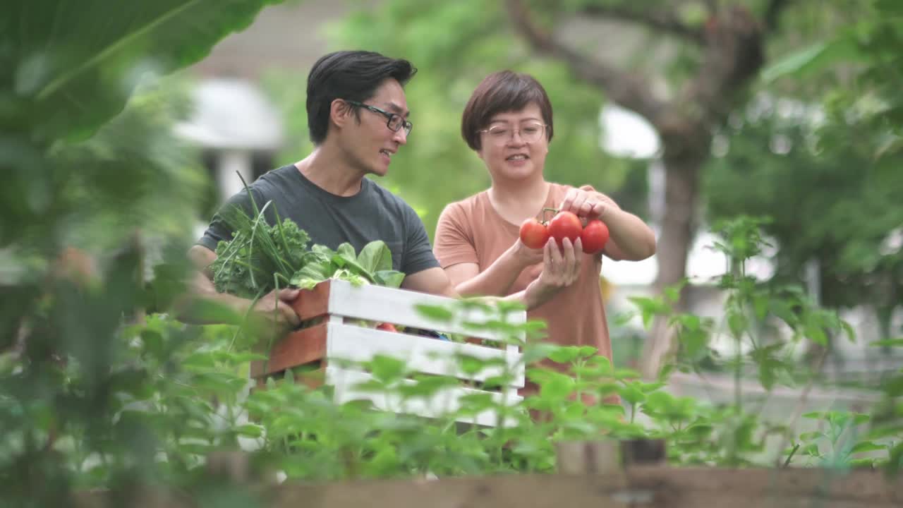 可持续的生活方式亚洲华人中年男子在后院的菜园向他的伴侣展示收获的本地农产品视频素材