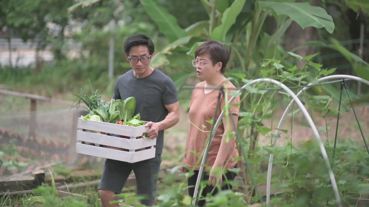 可持续的生活方式亚洲华人中年男子在后院的菜园向他的伴侣展示收获的本地农产品视频素材