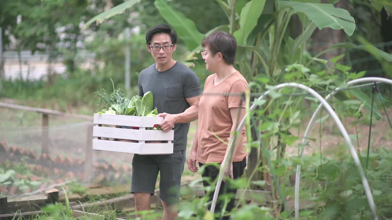 可持续的生活方式亚洲华人中年男子在后院的菜园向他的伴侣展示收获的本地农产品视频素材