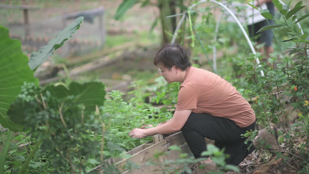 可持续的生活方式亚洲华人中年男子在后院的菜园向他的伴侣展示收获的本地农产品视频素材