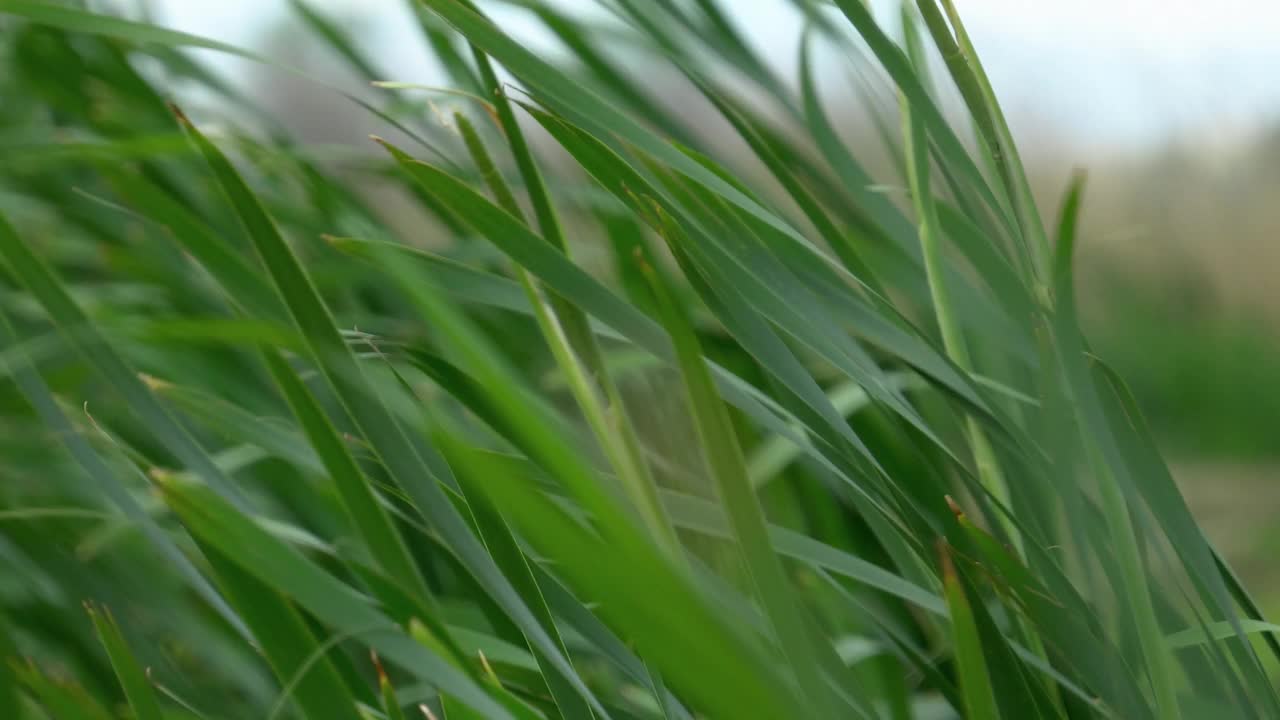 芦苇田在夏日的风中摇曳。夏季农业概念视频素材