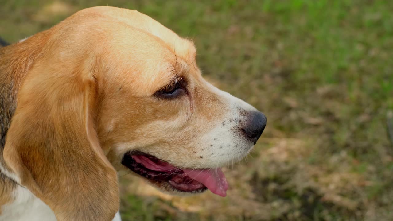 纯种小猎犬在阳光下的嘴部特写。视频素材