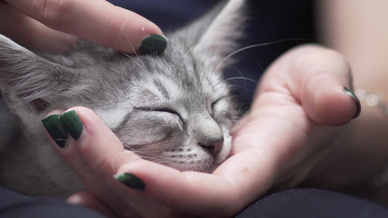 一张毛茸茸的虎斑猫躺在主人腿上的特写，享受被拥抱和呼噜声视频素材