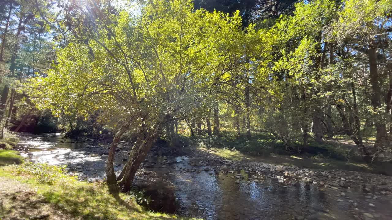 一条多岩石的河流穿过一片宁静的森林的全景。视频下载