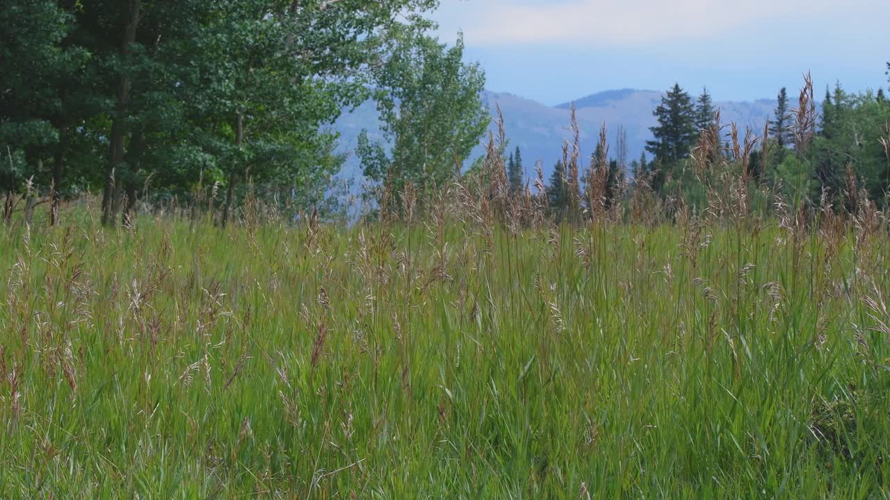 在山间草地上，小草在微风中移动视频素材