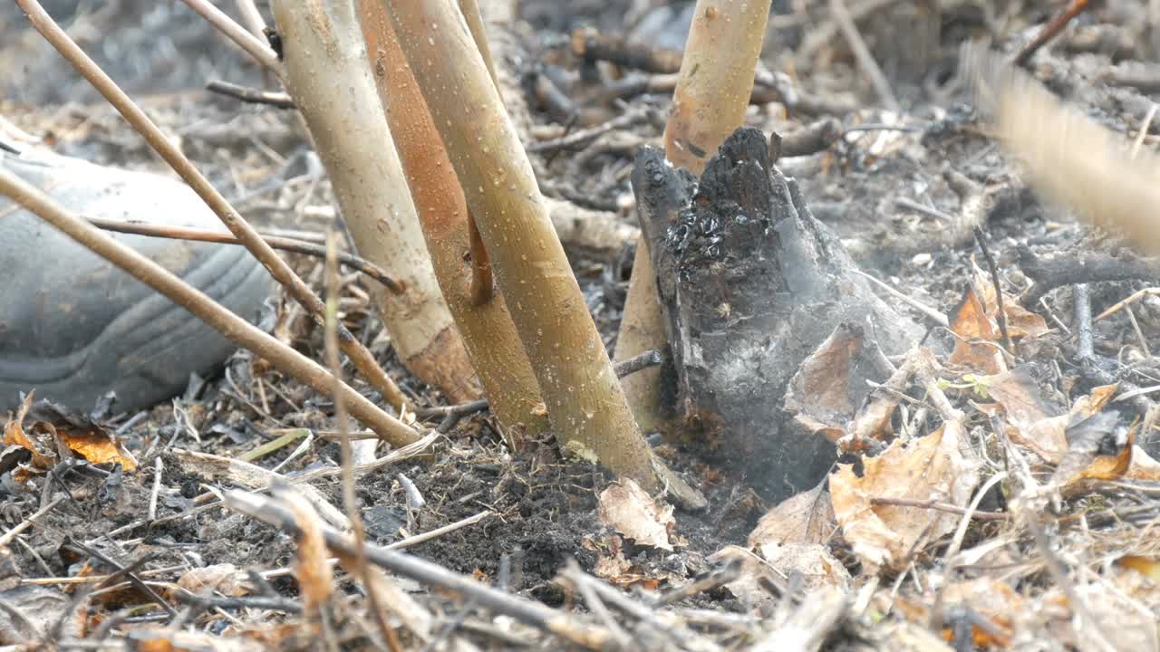 护林员砍下幼树，用斧子近距离清理林带视频素材