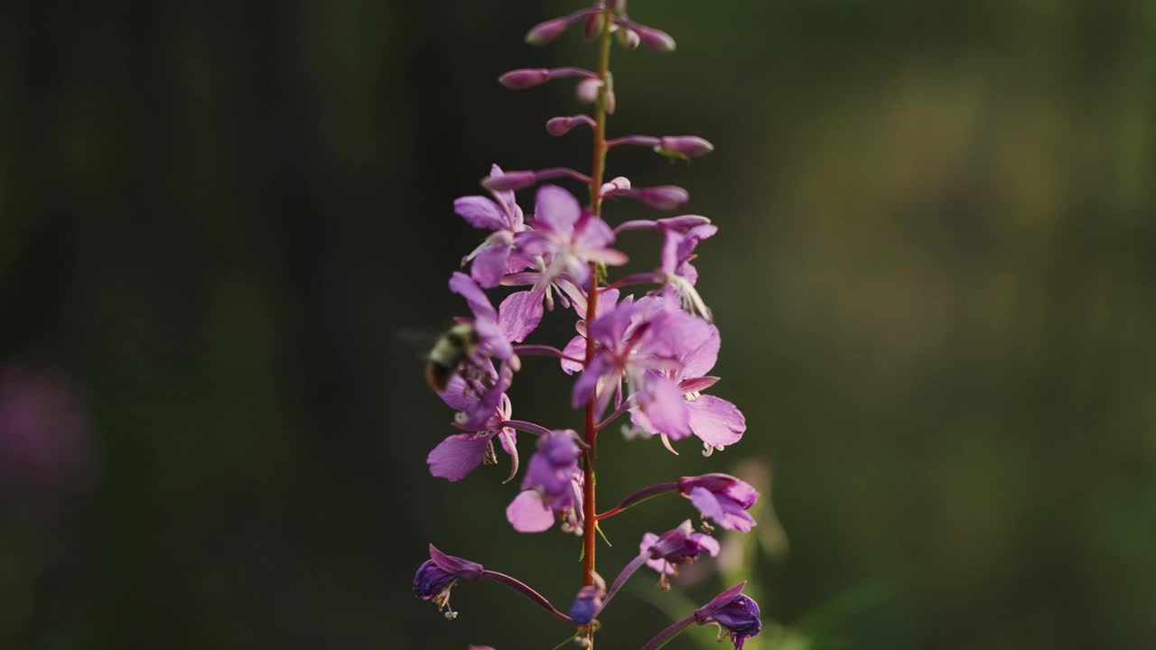 野蜜蜂在野花上视频素材