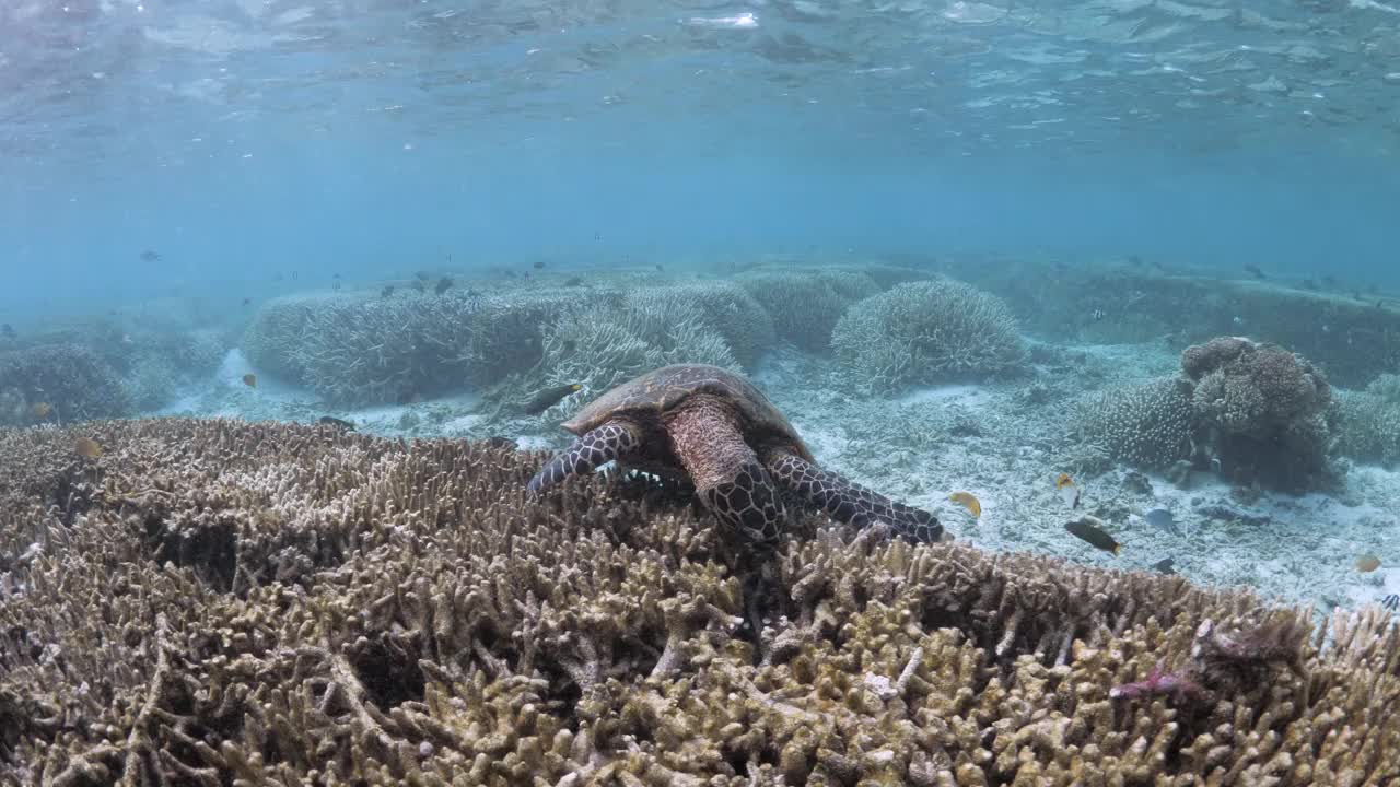 一只海龟在清澈的浅水区的珊瑚礁上进食的动物行为视频。水下视图视频素材