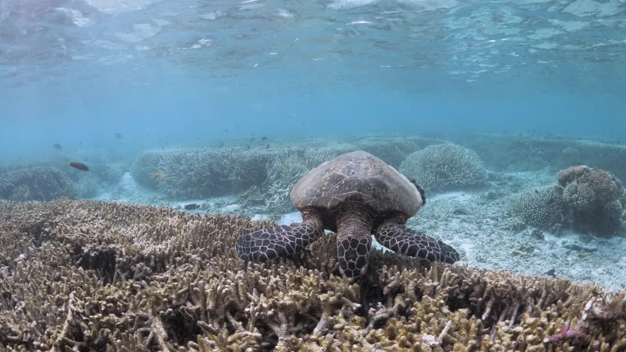 在岛屿生态系统的浅水区，一只玳瑁龟嘎吱嘎吱地穿过暗礁，以鹿角珊瑚为食。视频素材