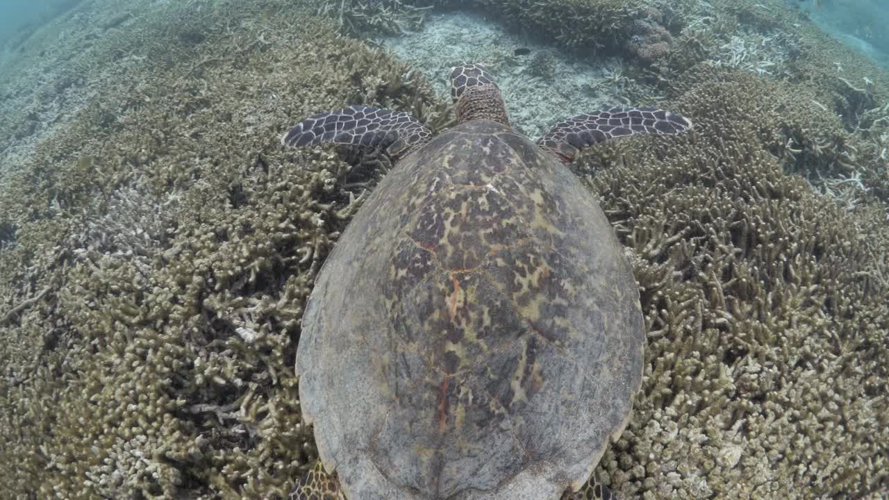 在珊瑚码头的浅水里，一只大海龟在游泳，潜水员跟着它看。水下视图视频素材