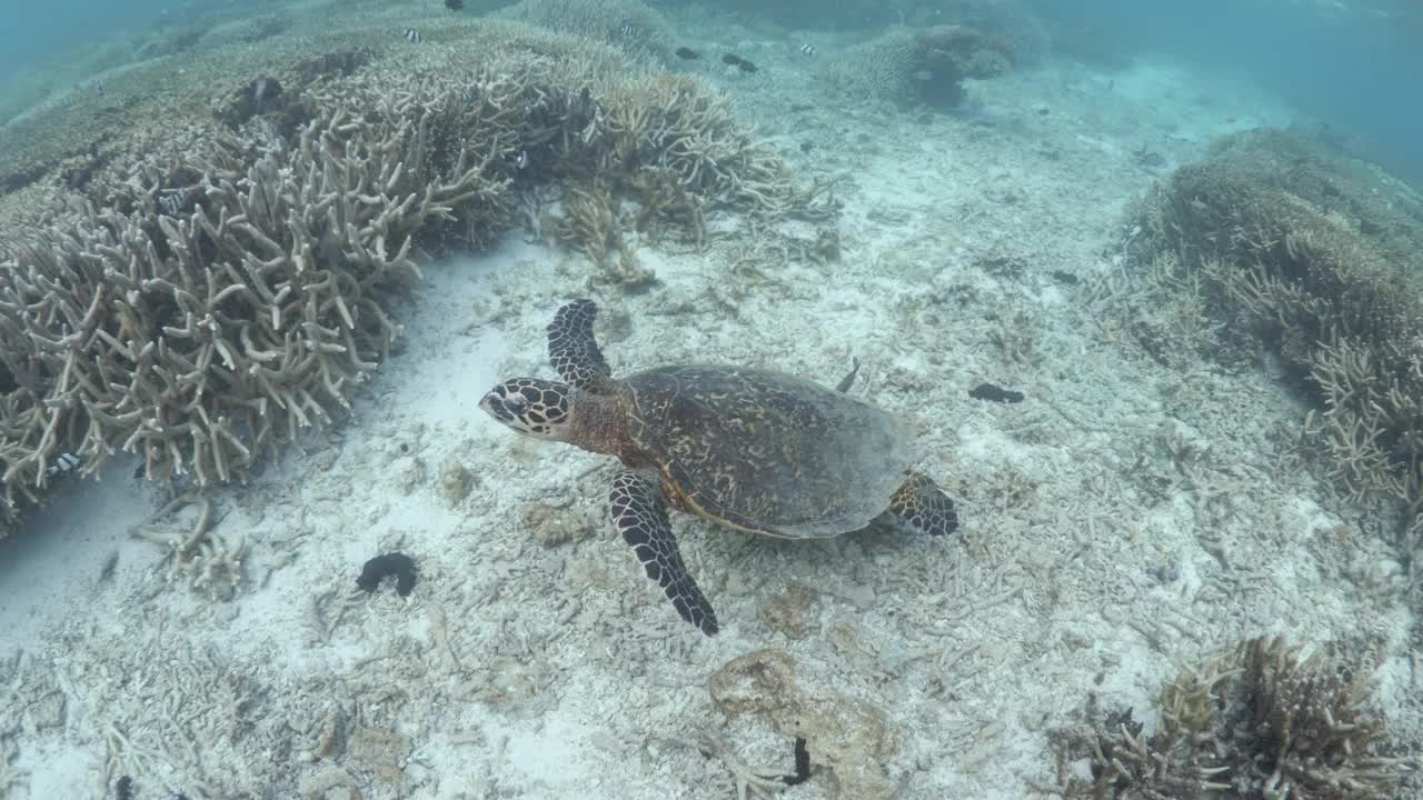 一名游泳者观察一只玳瑁龟在珊瑚码头的浅水中游泳。水下视图视频素材