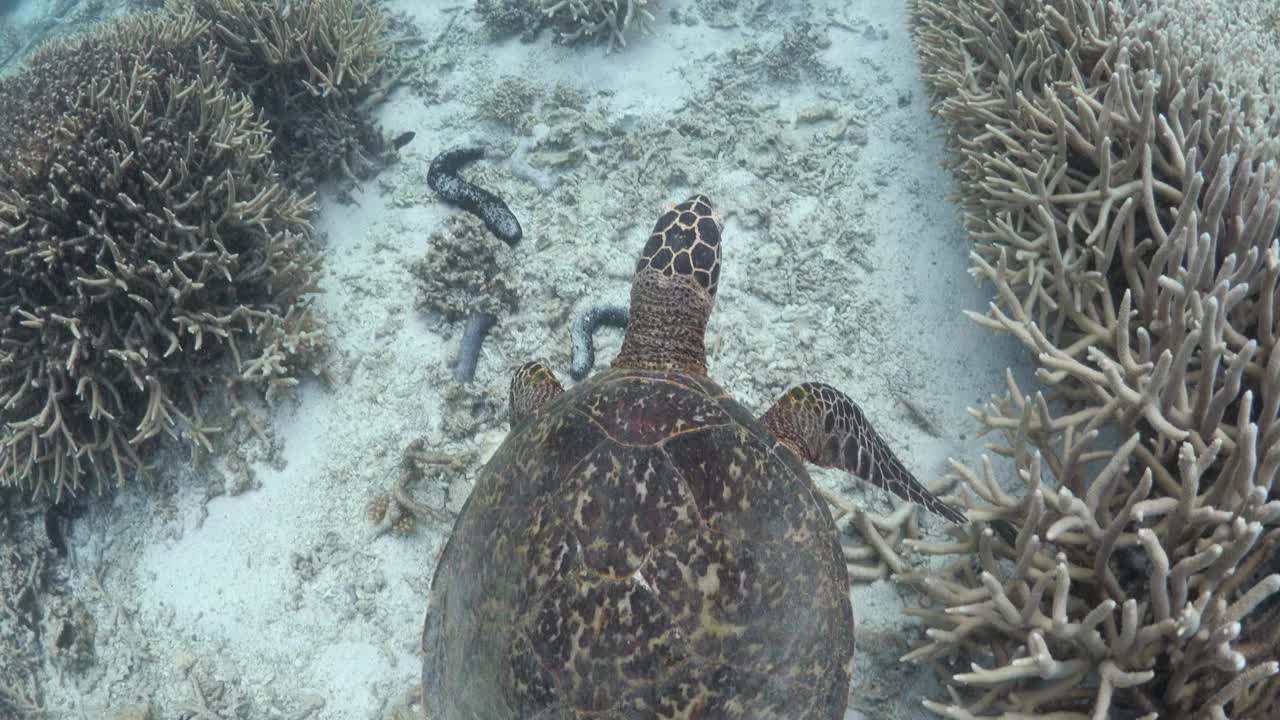 一名浮潜者观察一只玳瑁龟在珊瑚码头的浅水中游泳。水下视图视频素材