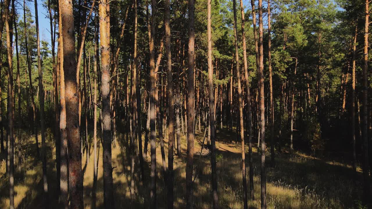 无人机在松林中从底部向上飞行。无人机在松林，湖泊和blye天空的视野。4 k的视频视频素材