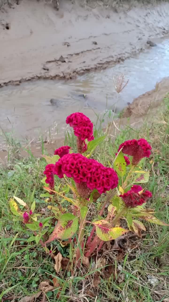 花视频素材