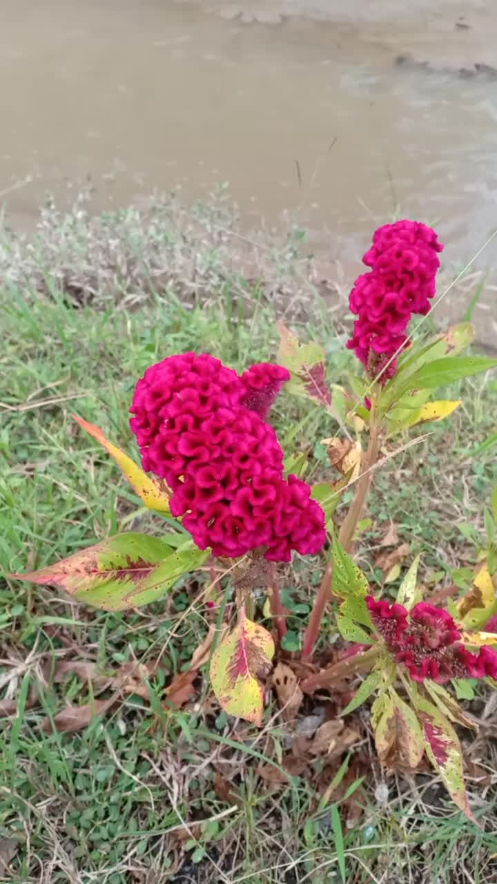 花视频素材