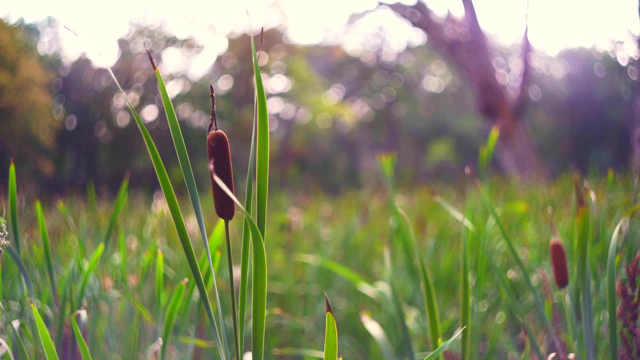 香蒲宽的微风视频素材