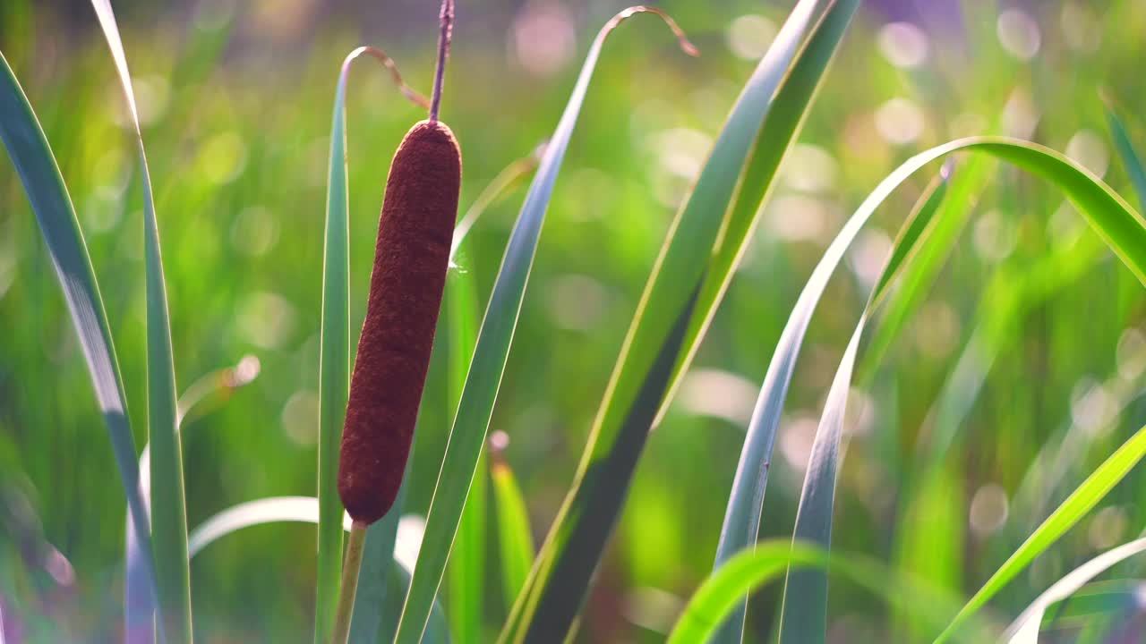 香蒲低风视频素材