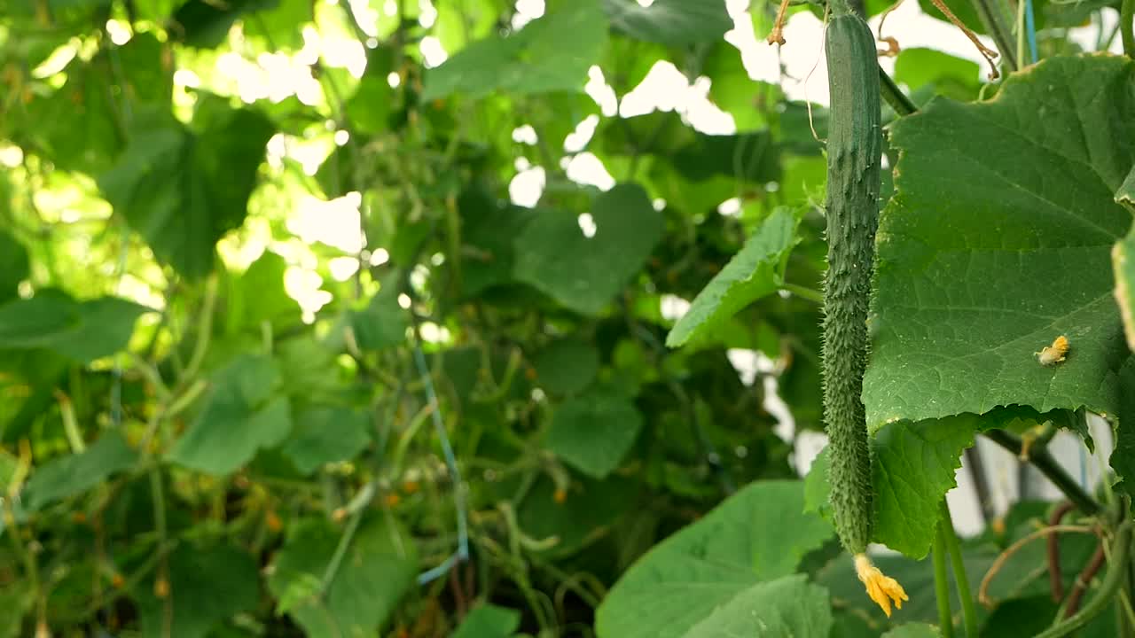 一个夏天温室里长的中国黄瓜的特写镜头。在野外种植黄瓜。农场里的蔬菜在生长。灌木丛里有黄瓜。有选择性的重点视频素材