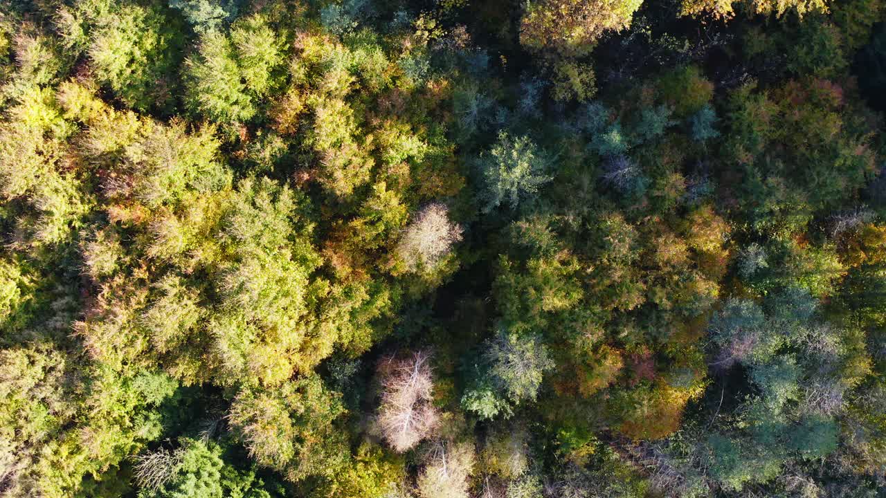 鸟瞰图:秋天的巴伐利亚森林视频素材