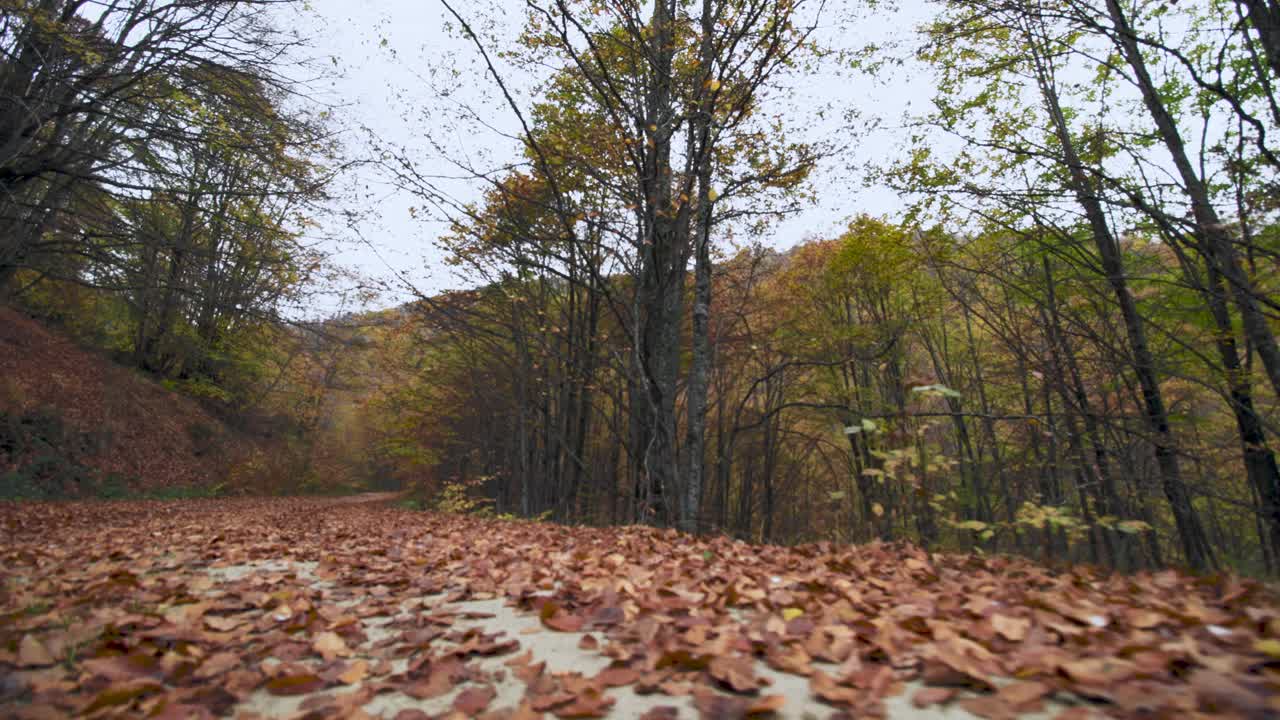 树叶在穿过山林的土路上视频素材