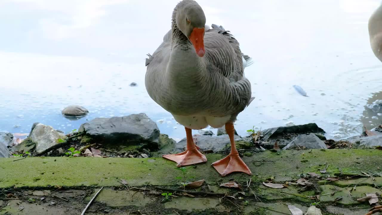 鹅羽毛清洗视频下载