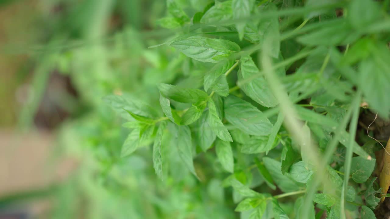 薄荷背景与绿色的叶子。树叶在花园里选择性聚焦。垂直视频视频素材