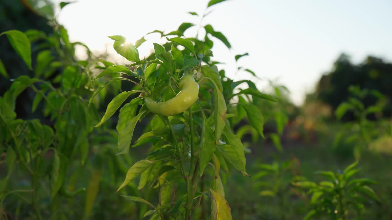 收获青椒，健康减肥食品。有机生态蔬菜收获。近距离视频素材