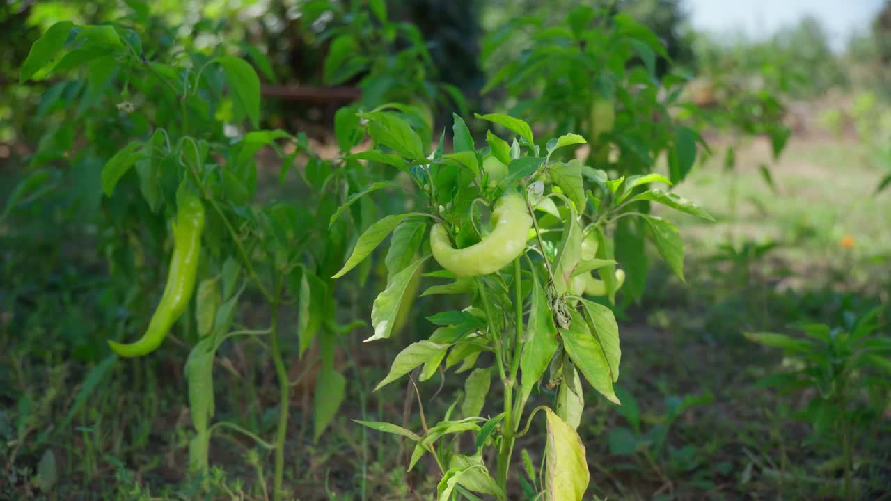 在菜园里，成熟的绿色灯笼椒挂在植物上。有机生态蔬菜收获。视频素材