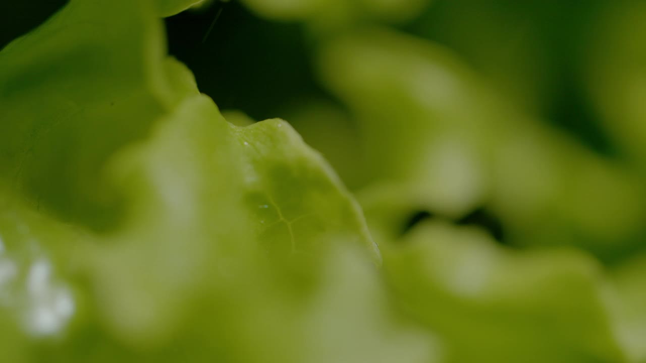 宏观，景深:在一个下雨的春天，雨水浇灌生菜的详细视图。视频素材