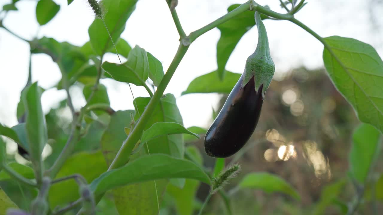 茄子蔬菜生长在开阔的地面上的灌木上。种植蔬菜有选择性的重点视频素材