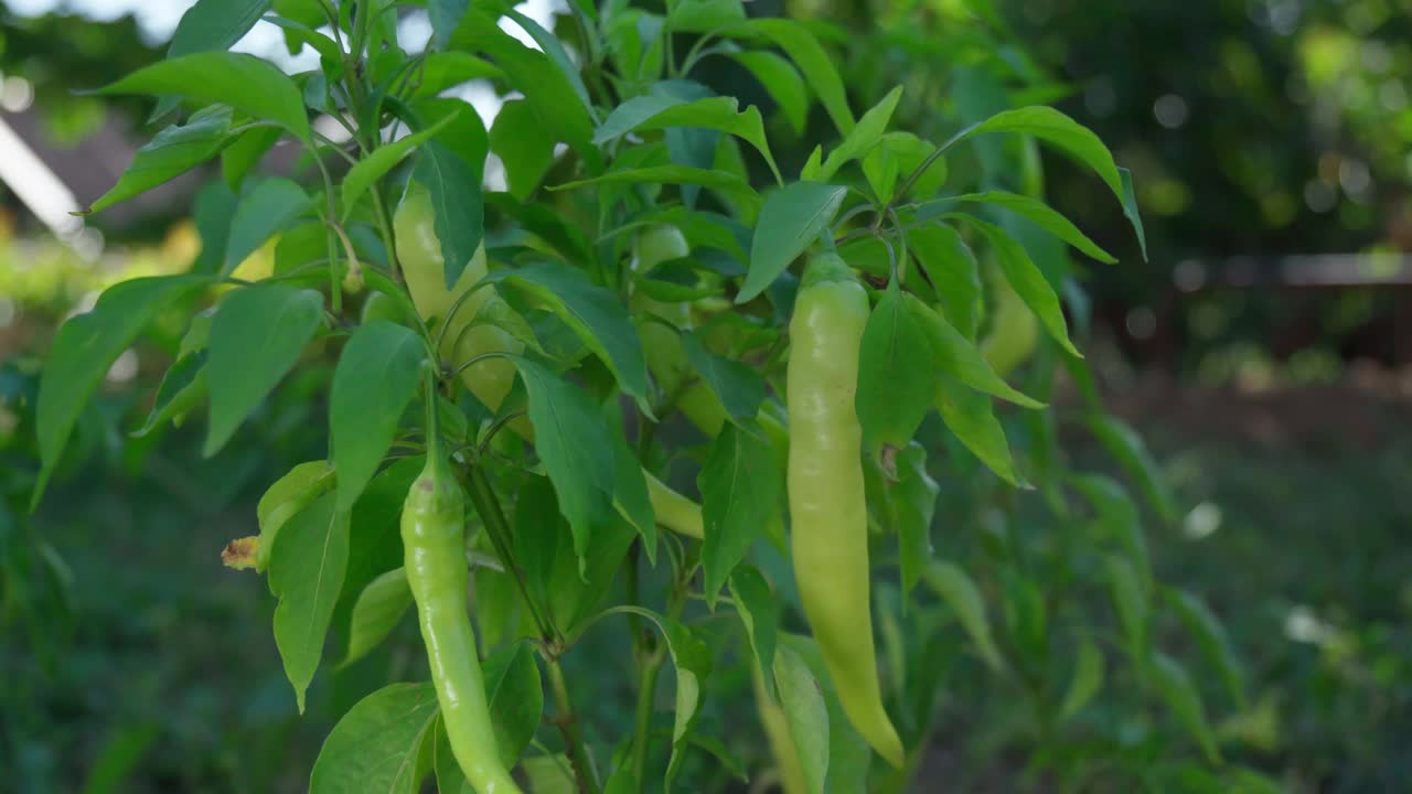 在菜园里，成熟的绿色灯笼椒挂在植物上。有机生态蔬菜收获。视频素材