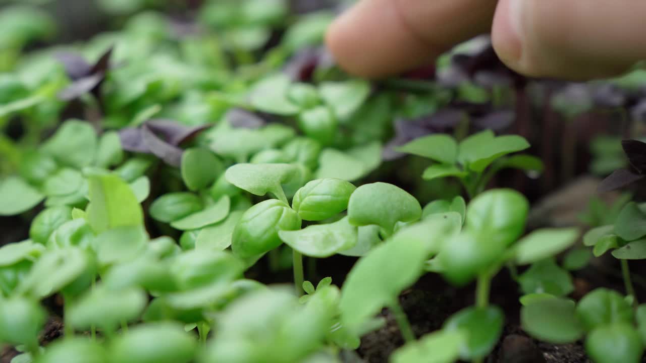 罗勒豆芽特写。种子在家发芽。素食和健康饮食的概念有选择性的重点视频素材