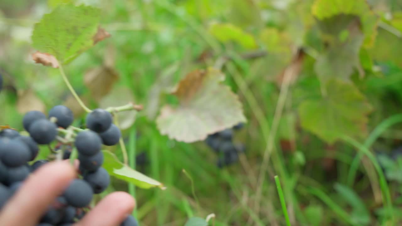 葡萄藤上挂着一串黑葡萄。农场里新鲜的红葡萄酒葡萄的近景。视频素材