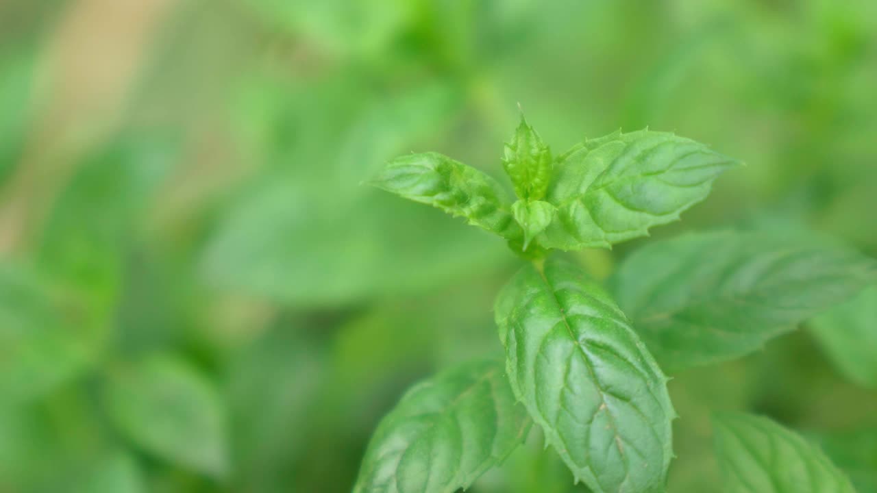 薄荷背景与绿色的叶子。树叶在花园里选择性聚焦视频素材