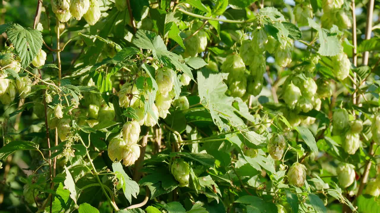 在阳光明媚的日子里跳起来。绿色新鲜啤酒花植物生长。有选择性的重点。制作啤酒和面包视频素材