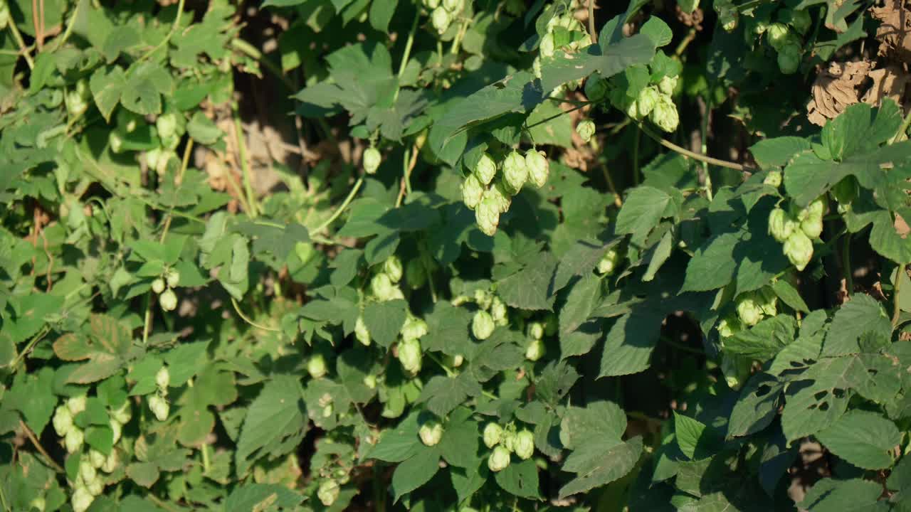 在阳光明媚的日子里跳起来。绿色新鲜啤酒花植物生长。有选择性的重点。制作啤酒和面包视频素材