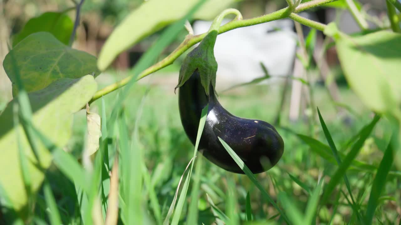 茄子蔬菜生长在开阔的地面上的灌木上。种植蔬菜有选择性的重点视频素材