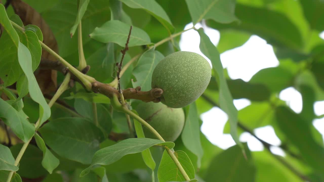 核桃是胡桃属、胡桃科、胡桃属的任何树木的坚果。收获视频素材