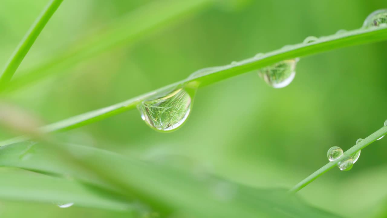 草地上的绿草与水滴在晨光下的露水在春天夏天的户外近距离宏观。视频素材