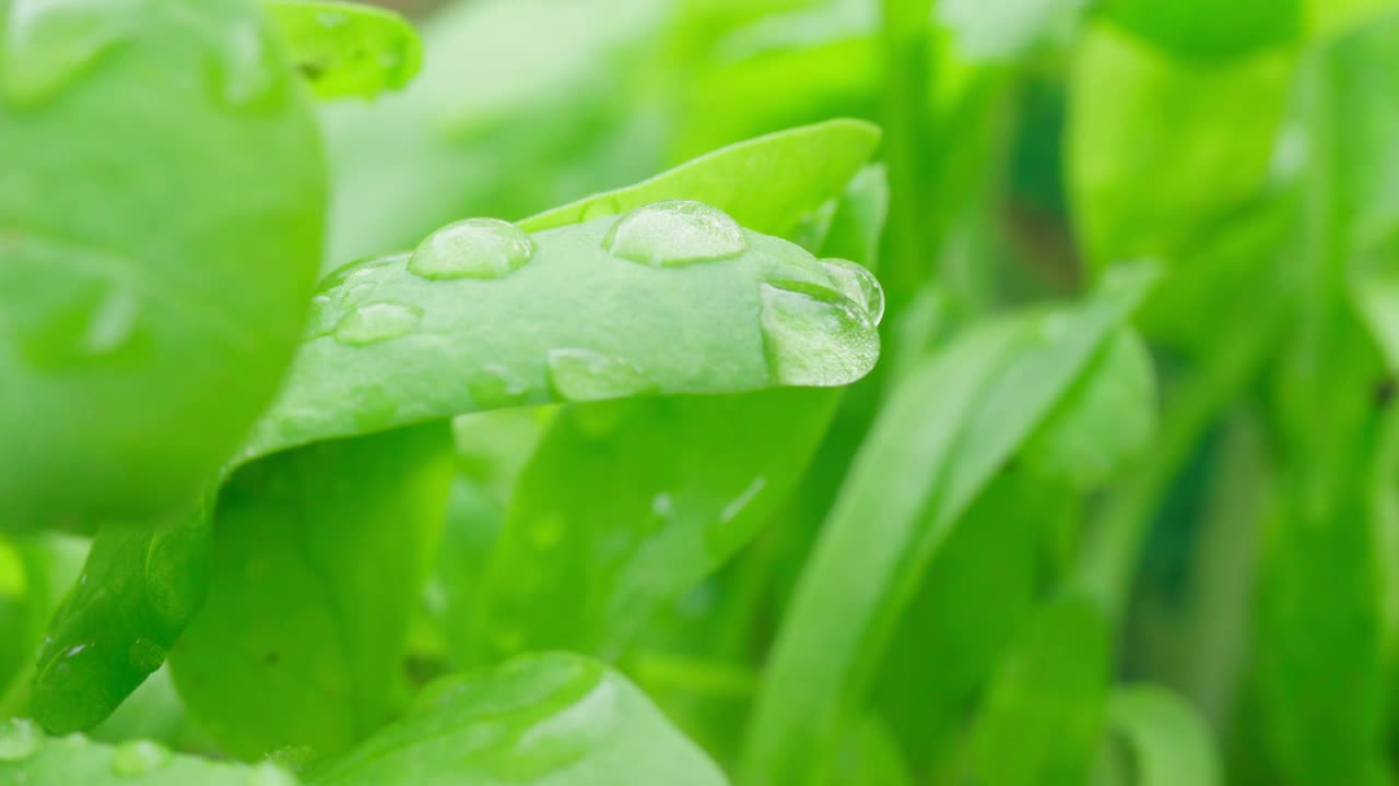 菠菜的叶子上有一滴晨露。健康有机食品和自给自足的概念视频素材