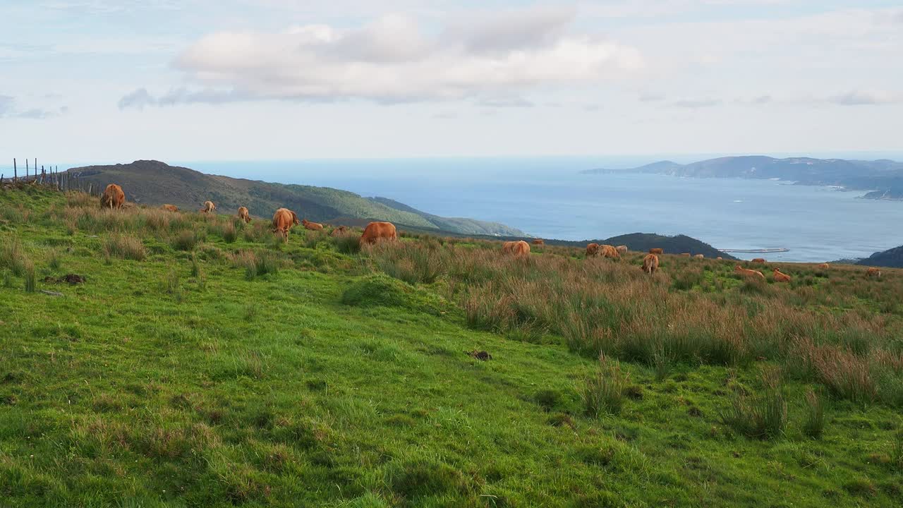 田园景观，在加利西亚山区海边的草地上吃草的牛群。视频素材