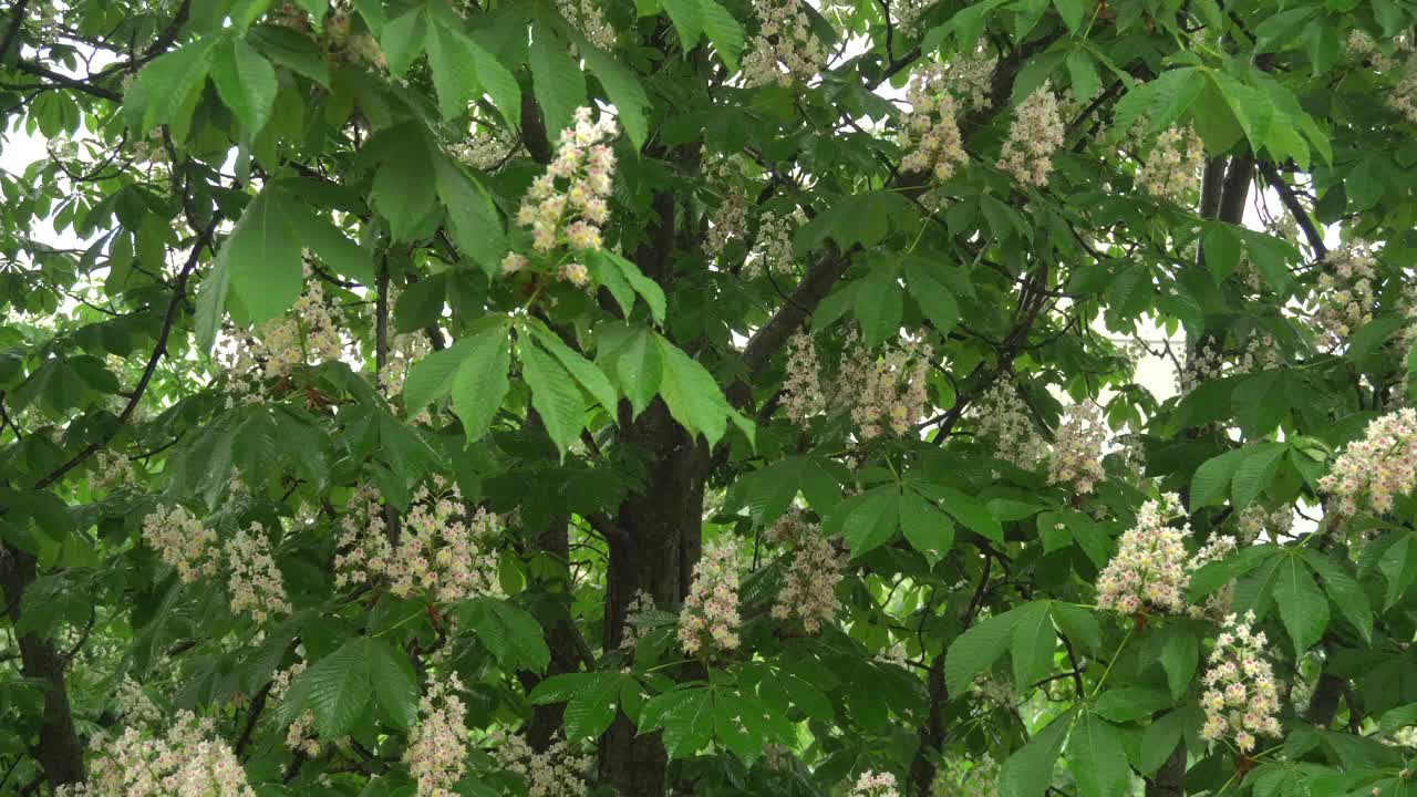 栗子在雨中。雨点从绿叶和花朵上流下来。视频素材