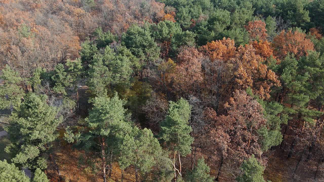 秋天的森林鸟瞰图。视频素材