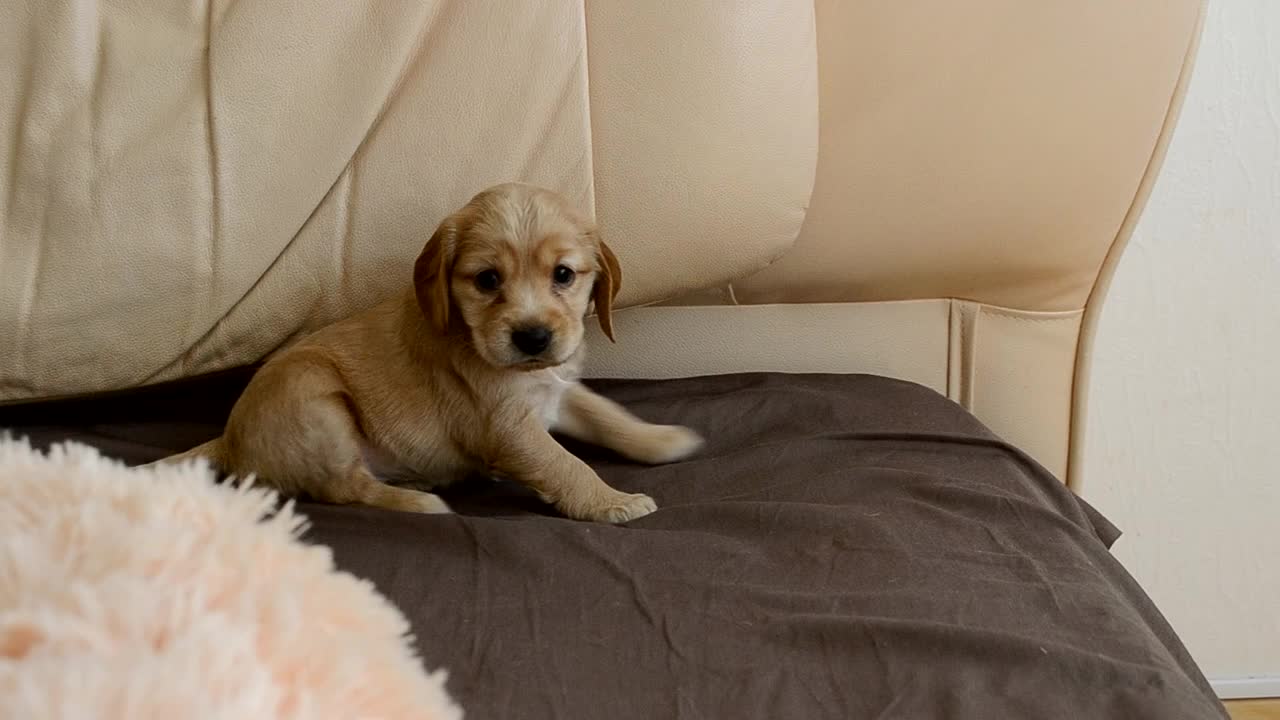 年轻顽皮的英国可卡犬在床上走。小狗找不到自己的地方。视频素材