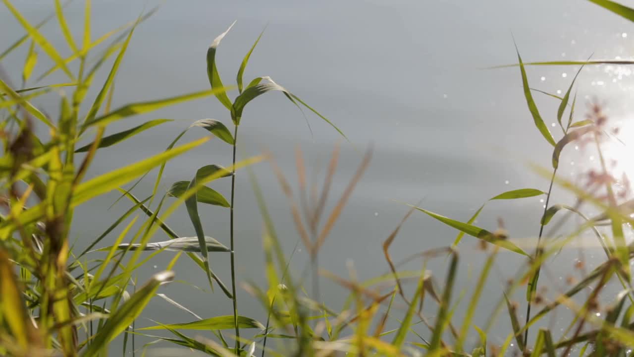 在平静无风的日子里，芦苇的枝桠对着平静的池塘水面。阳光刺眼地照射在河岸的芦苇上。美丽的风景。视频素材